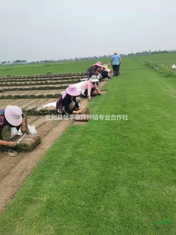 湖北百慕大草坪,天堂草,果岭草,马尼拉草坪,台湾青,结缕草.