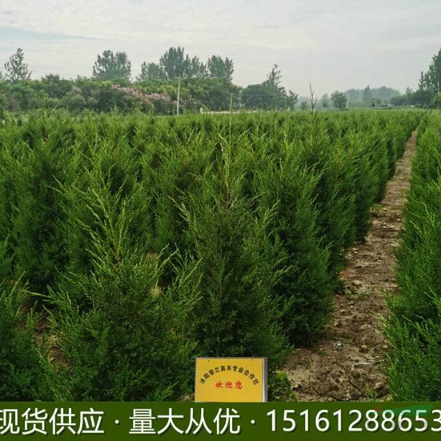 江蘇蜀檜 30公分高蜀檜 50公分高蜀檜 80公分高蜀檜 1