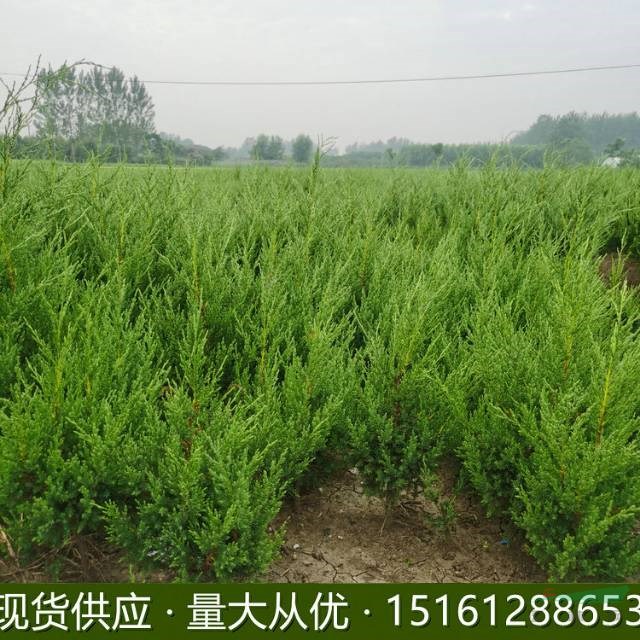 江蘇蜀檜 30公分高蜀檜 50公分高蜀檜 80公分高蜀檜 1