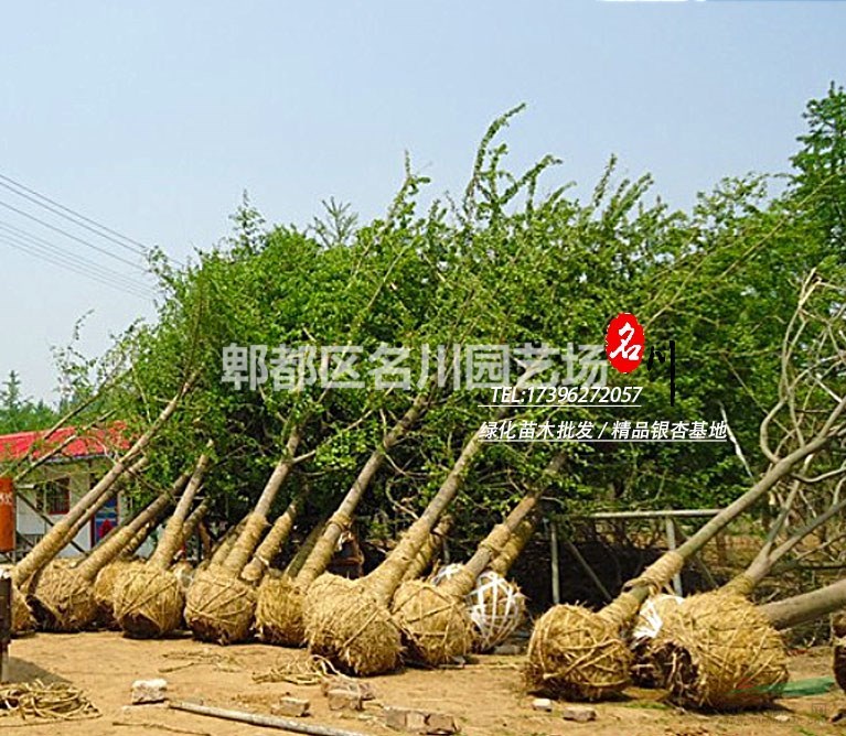 成都精品银杏树批发基地_银杏苗木价格_银杏园_郫县名川园艺场