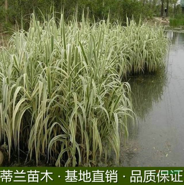 這是今天從自家基地實(shí)拍的花葉蘆竹圖片   蘇北地區(qū)花葉蘆竹基