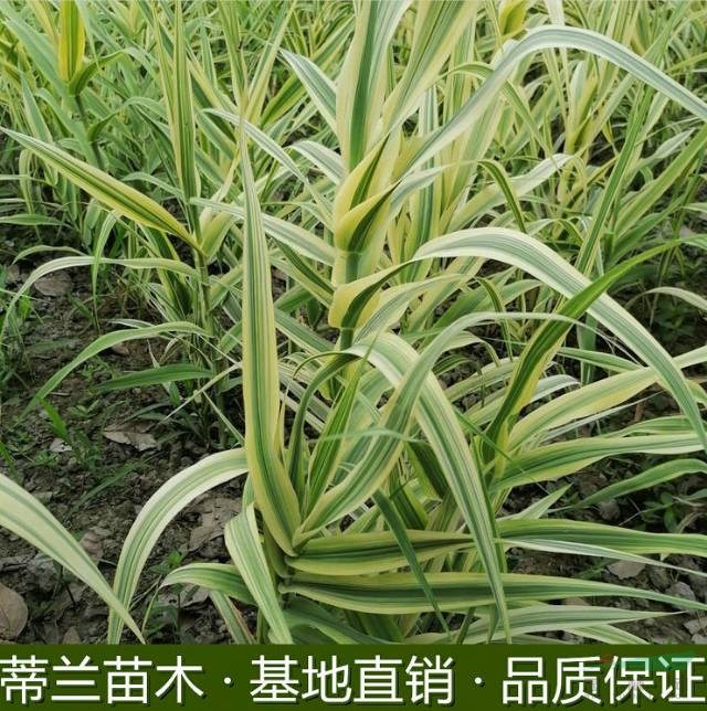這是今天從自家基地實(shí)拍的花葉蘆竹圖片   蘇北地區(qū)花葉蘆竹基