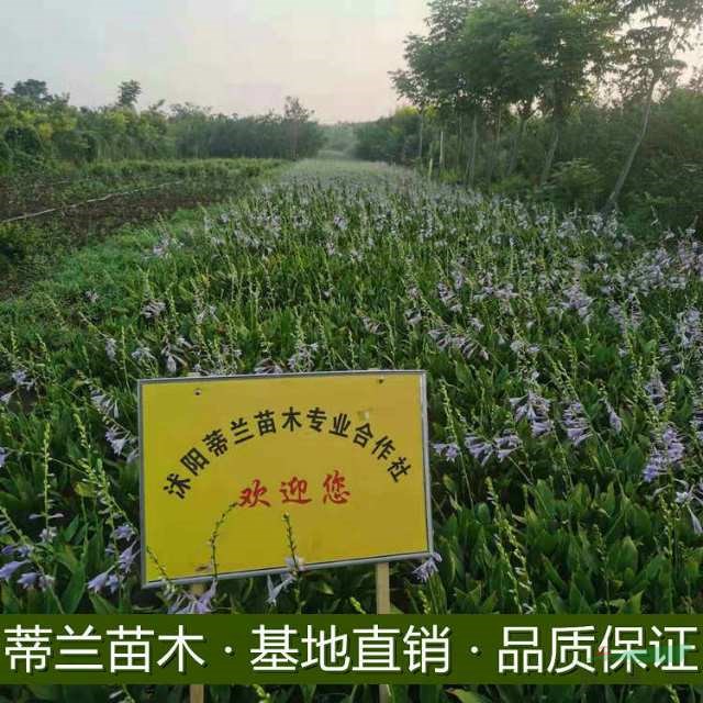 江蘇玉簪大量批發(fā) 如果需要大量采購玉簪的可以到我基地