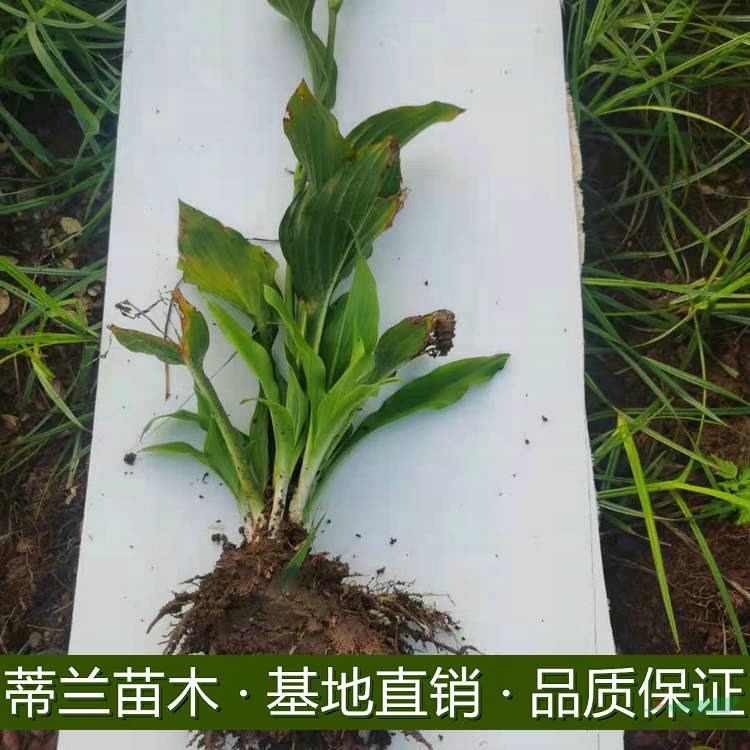 采購(gòu)優(yōu)質(zhì)玉簪的可以到江蘇  江蘇沭陽(yáng)縣有有很多玉簪批發(fā)