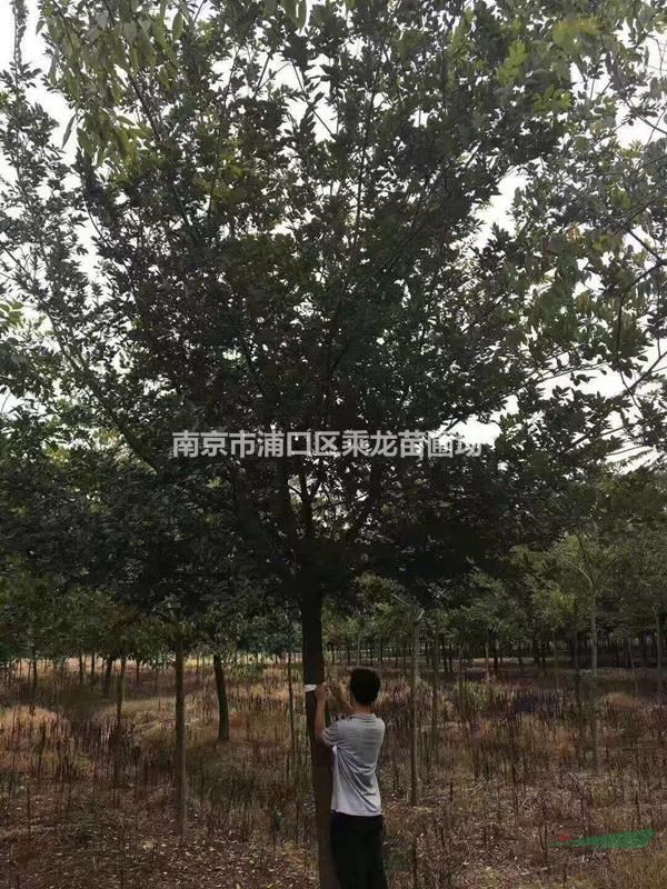 18公分樸樹_胸徑18公分樸樹產地多少價格