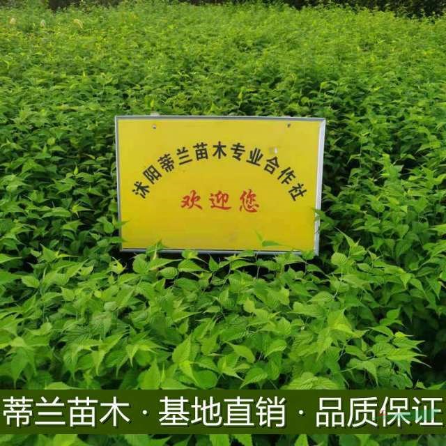 專業(yè)的棣棠培育基地 江蘇大量批發(fā)棣棠