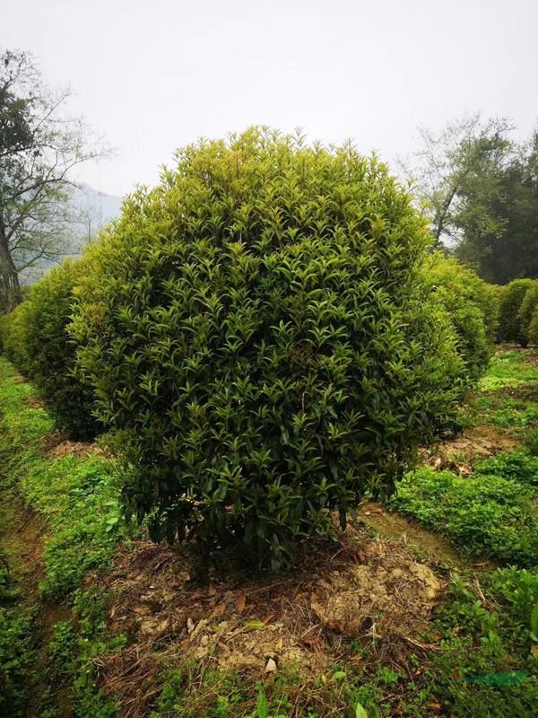 桂林地区供应桂花球地笼子矮分枝桂花树高度冠幅2-3米。