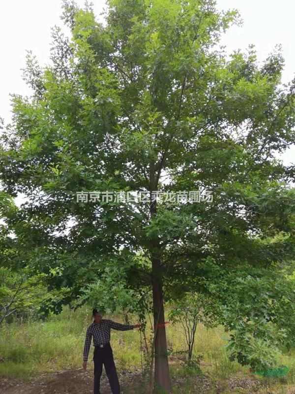 23公分沼生櫟價格_產(chǎn)地23公分沼生櫟基地在哪里