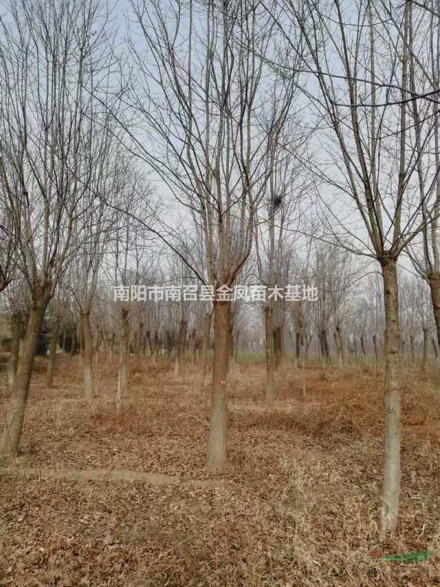 河南17公分杜仲樹 18公分杜仲樹 19公分杜仲樹批發(fā)便宜