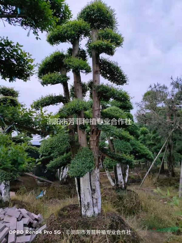 湖南叢生多桿造型榆樹什么價格 叢生多桿造型欏木石楠 叢生造型小葉女貞價格 叢生造型赤楠