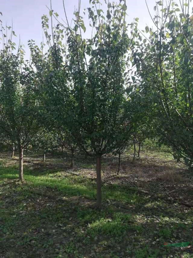 河南紅梅批發(fā) 華中地區(qū)紅梅批發(fā) 6公分紅梅 7公分紅梅 8公