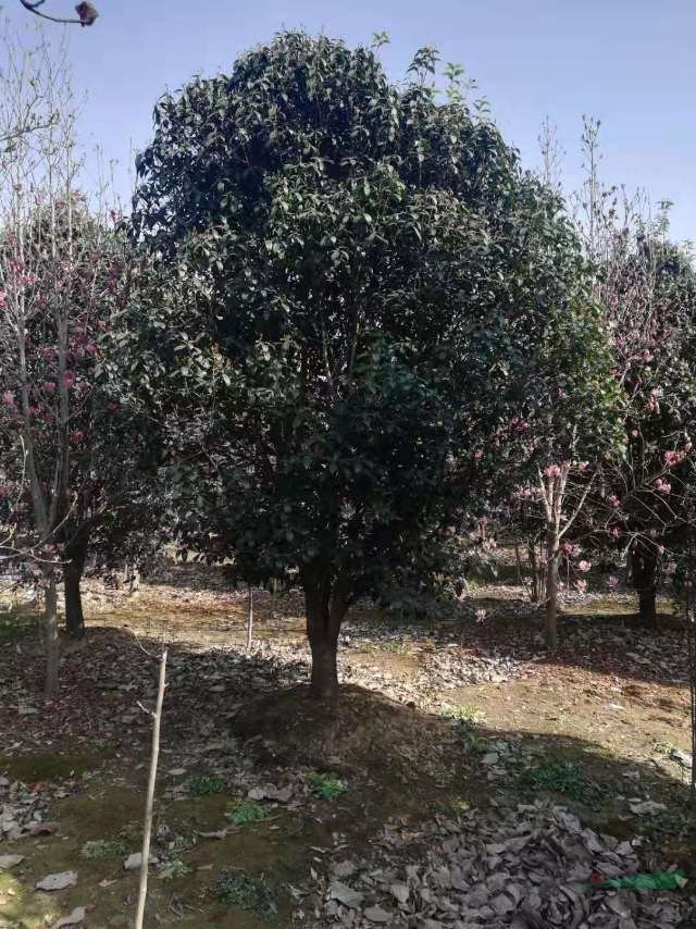 河南精品桂花批發(fā) 河南單桿桂花 河南一級單桿桂花批發(fā) 這是今