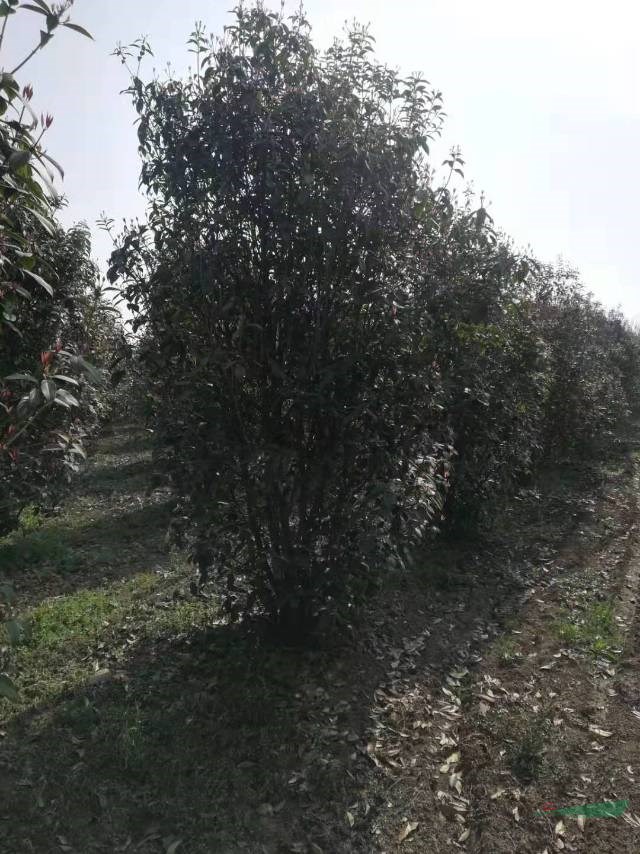 河南叢生桂花3米冠幅 叢生桂花4米冠幅  叢生桂花5米冠幅 