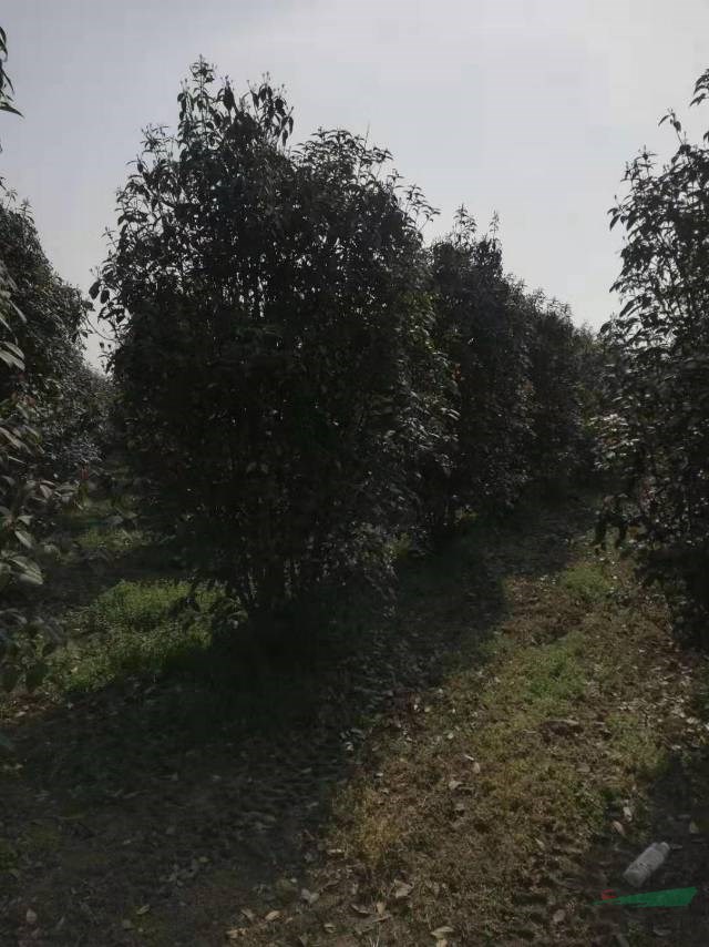 河南叢生桂花3米冠幅 叢生桂花4米冠幅  叢生桂花5米冠幅 