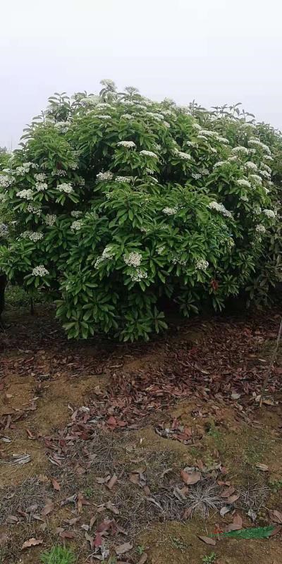 河南1.2米分枝點中華石楠 本基地還有很多50公分以下分枝點