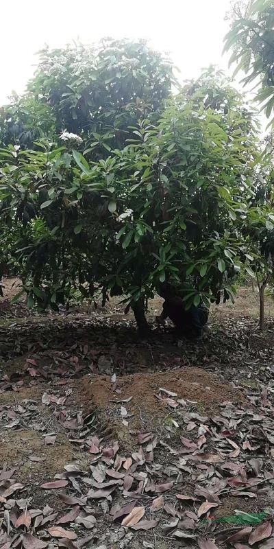 河南1.2米分枝點中華石楠 本基地還有很多50公分以下分枝點