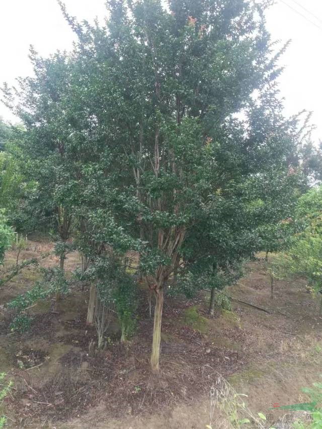 河南5公分紫薇 河南6公分紫薇 河南7公分紫薇 河南8公分紫