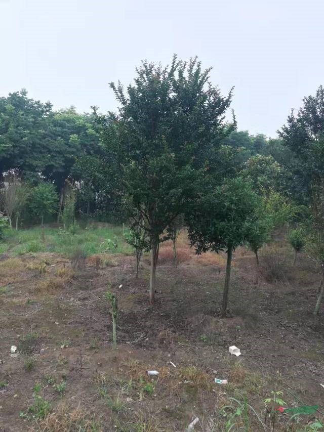 河南5公分紫薇 河南6公分紫薇 河南7公分紫薇 河南8公分紫