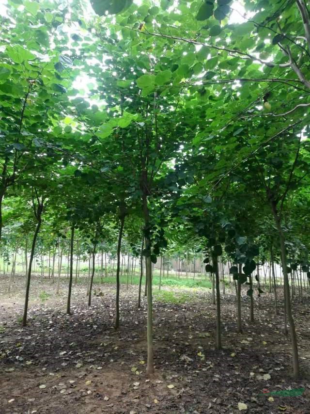 河南巨紫荊  分枝點2.5米巨紫荊   一級巨紫荊批發(fā)  河