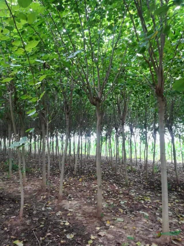 河南巨紫荊  分枝點2.5米巨紫荊   一級巨紫荊批發(fā)  河