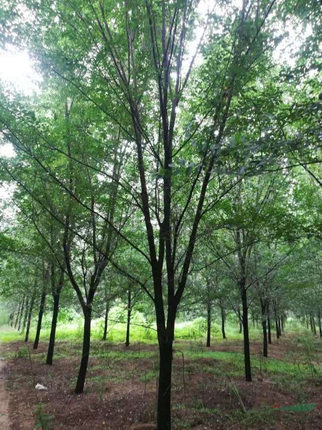 河南有 18公分榆樹 19公分榆樹 20公分榆樹大量批發(fā)