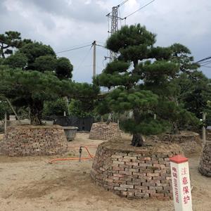 大小規(guī)格*黑松基地