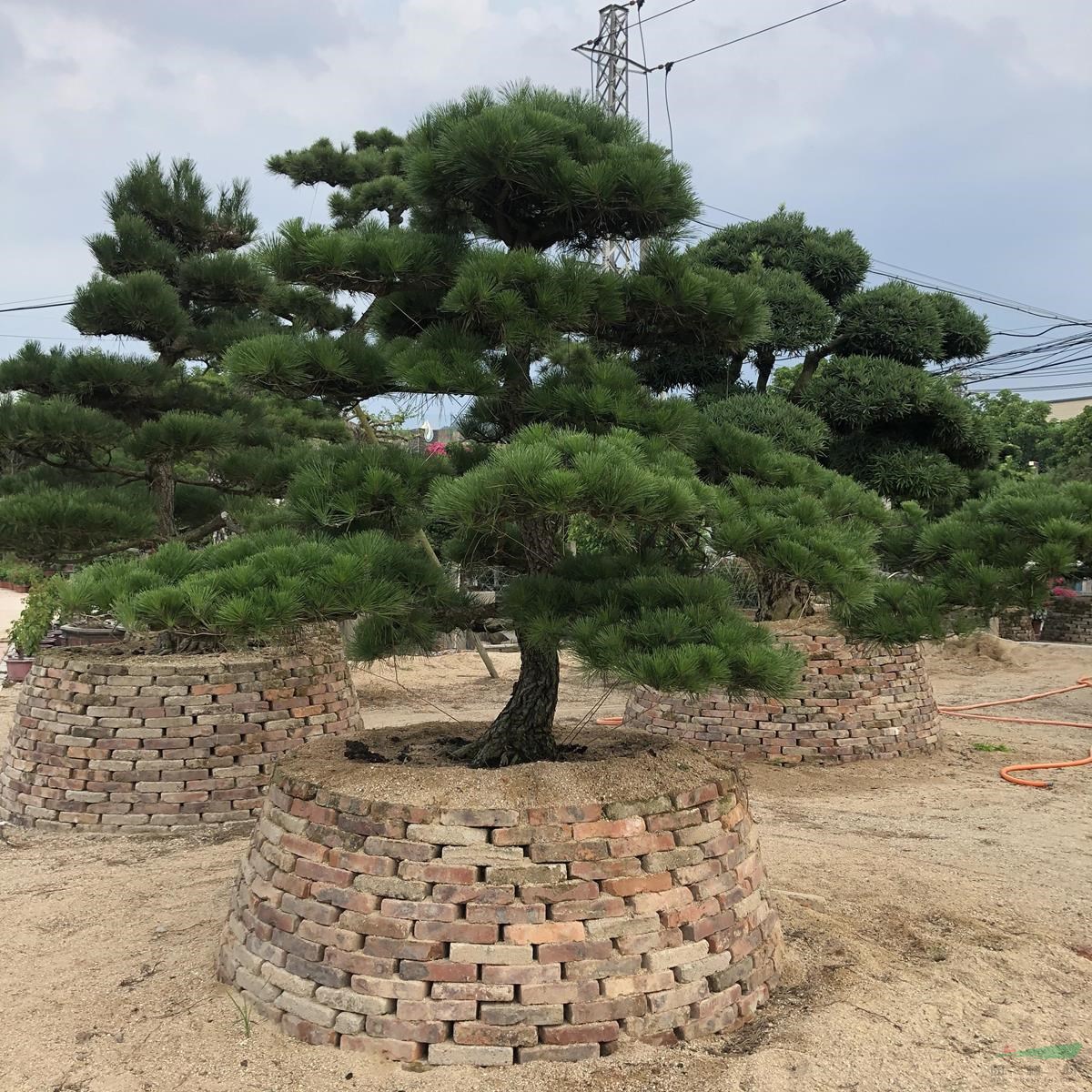 大小規(guī)格進(jìn)口黑松基地