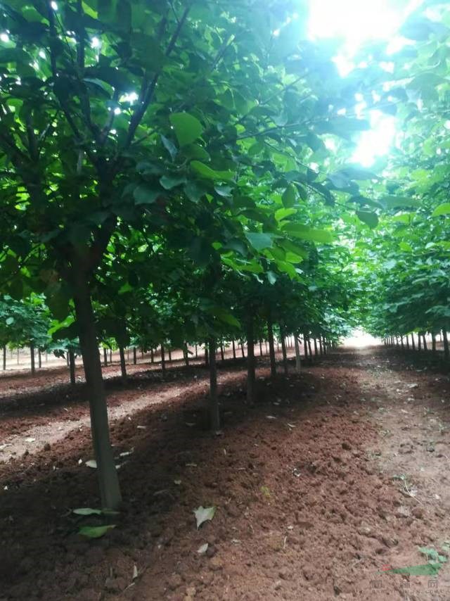 本基地還有很多  17公分紅玉蘭 18公分紅玉蘭 19公分紅