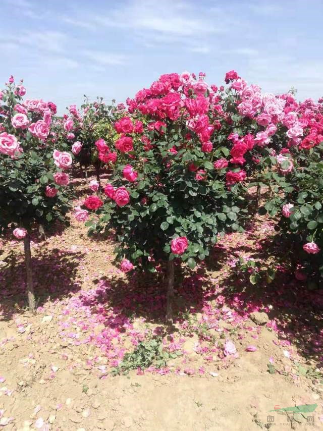河南月?lián)羟蚝芏?這是今天從基地實(shí)拍的月?lián)羟驁D片