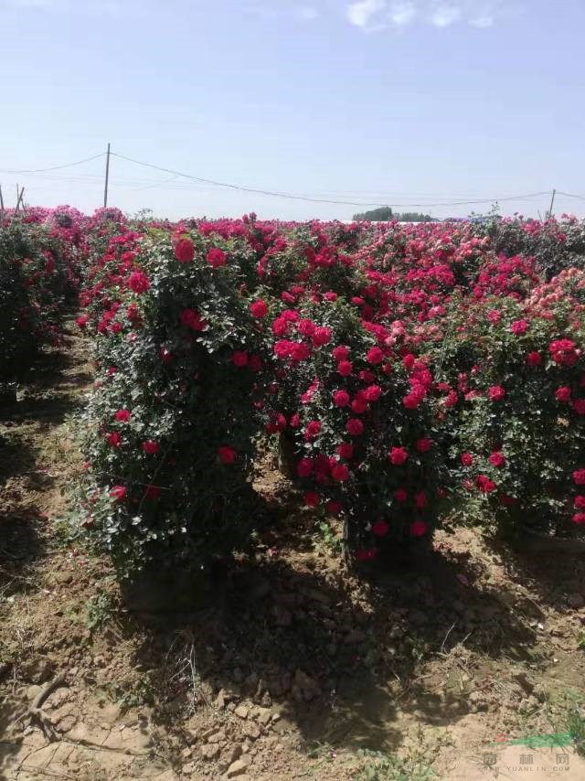 河南月?lián)羟蚝芏?這是今天從基地實(shí)拍的月?lián)羟驁D片