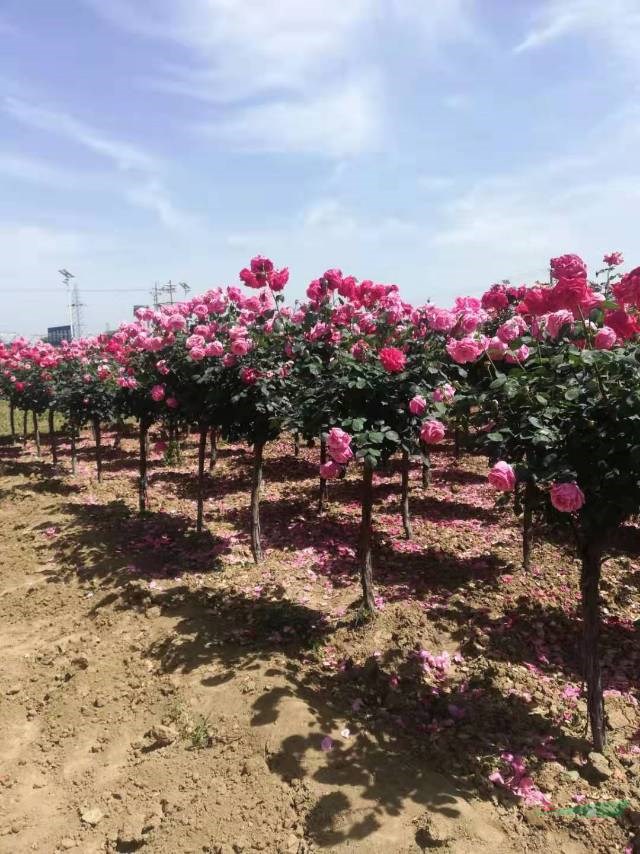 河南樹狀月季大量批發(fā) 本基地有很多個(gè)各種規(guī)格的樹狀月季批發(fā)