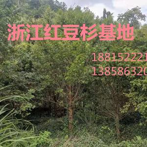 供應(yīng)7公分紅豆杉苗木5-16公分紅豆杉都有