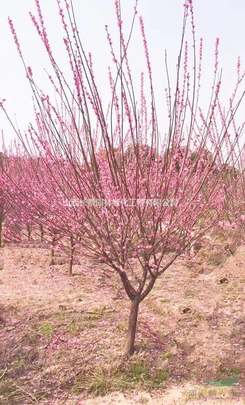 运城梅花运城梅花基地骨里红梅花产地梅花盛开季节