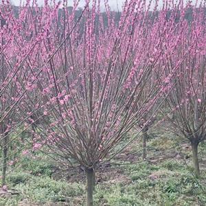 梅花樹原產(chǎn)地是哪里？山西梅花樹基地·運(yùn)城梅花樹產(chǎn)地詳情