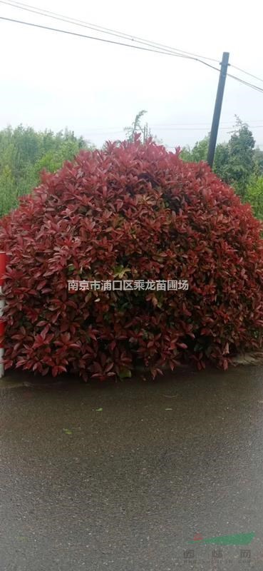 180公分紅葉石楠球_P180公分紅葉石楠球基地價(jià)格