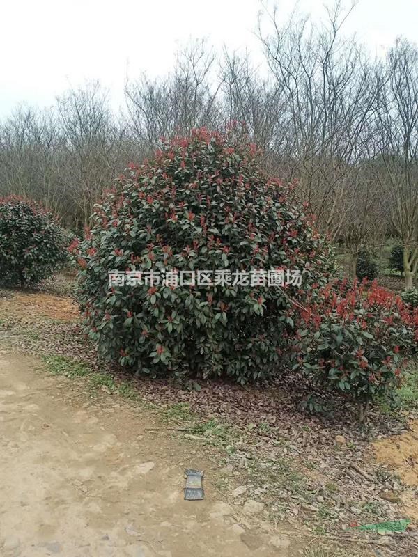 180公分紅葉石楠球_P180公分紅葉石楠球基地價(jià)格