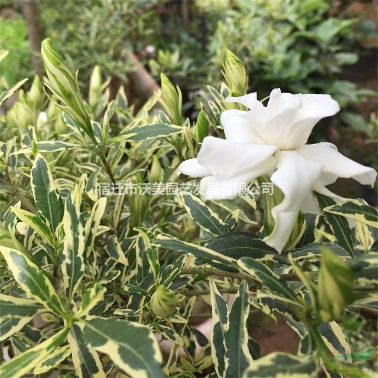 基地批发花叶栀子花 庭院别墅工程绿化花苗 盆栽地栽 规格*
