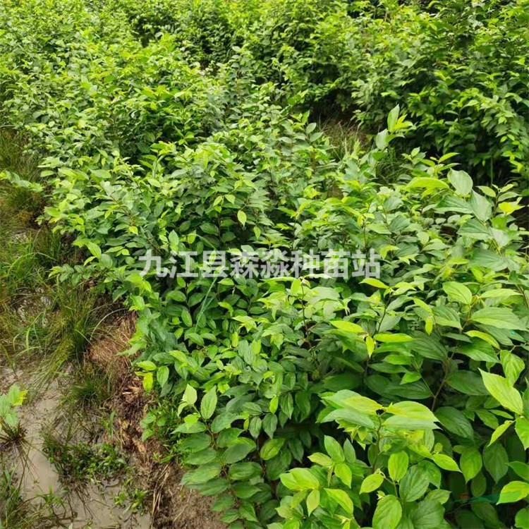 朴树价格 规格*绿化苗木 朴树小苗