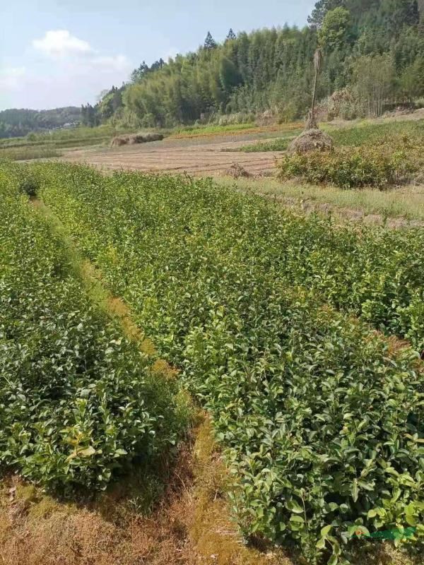 油茶30－80公分高江西油茶苗圃 基地多分枝油茶苗木 