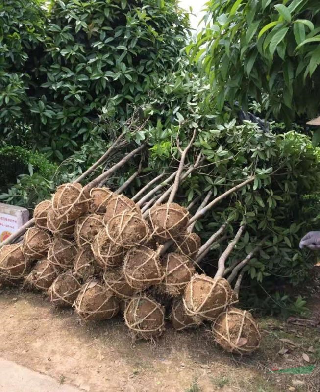 一年生桂花小苗 基地3公分桂花多少錢一顆1－3公分桂花