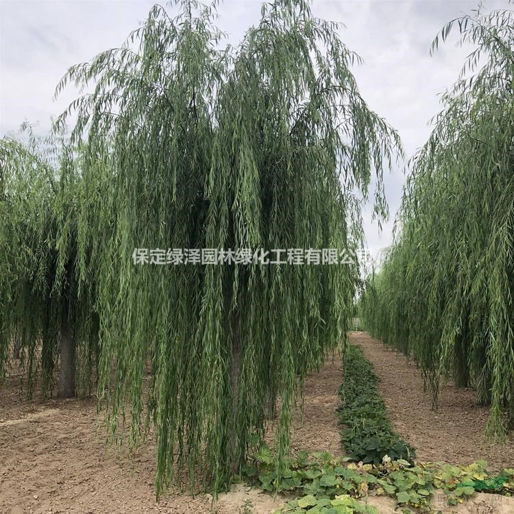 10公分垂柳多少錢-10公分垂柳哪里有