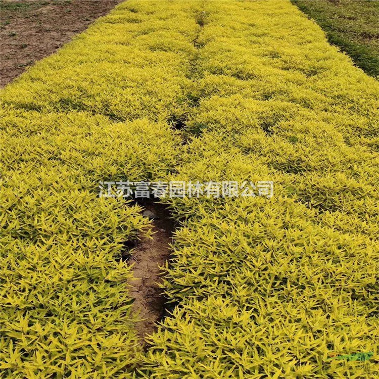 金葉蕕城市道路綠化苗 耐旱耐寒耐鹽堿 小區(qū)觀賞苗 園林工程苗 花海地被植物觀賞