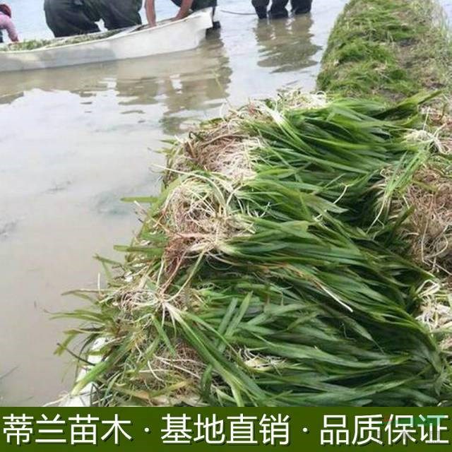 江蘇水生植物苦草批發(fā)基地實拍  如果需要采購苦草的可以到本基