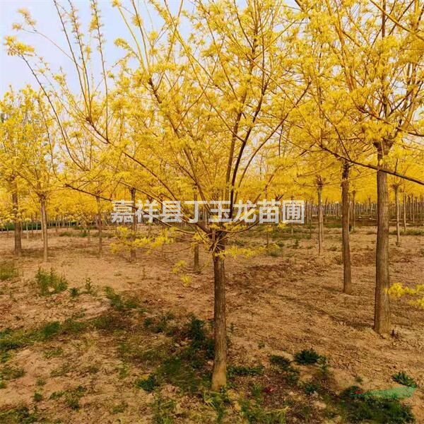 出售矮桿金枝槐 8-15公分矮桿黃金槐園林應(yīng)用