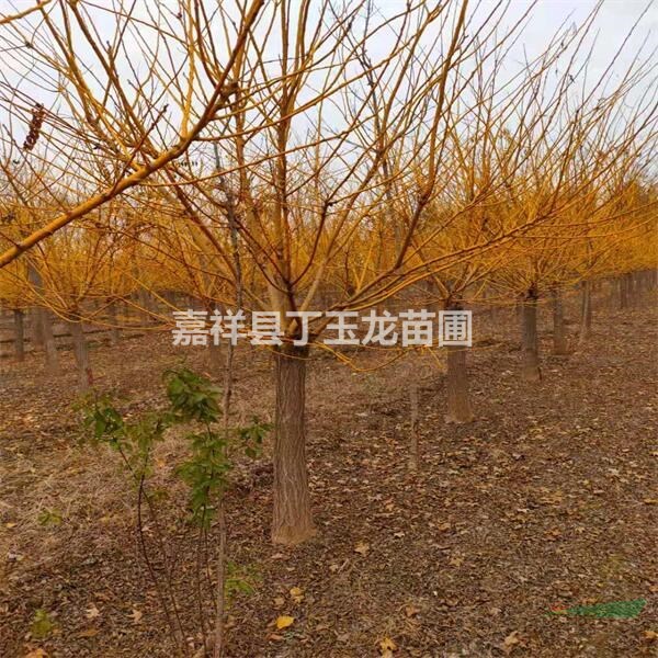 出售矮桿金枝槐 8-15公分矮桿黃金槐園林應(yīng)用