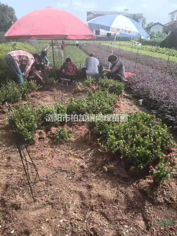 夏鵑基地小苗/夏鵑圖片/夏鵑價格/哪里夏鵑便宜