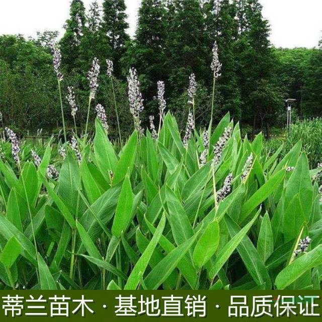 江蘇水生植物再力花 大量批發(fā)  專業(yè)的再力花水生植物批發(fā)基地