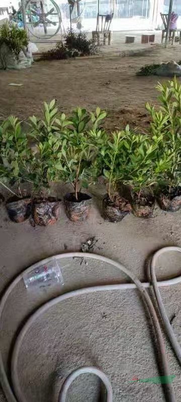 這是自家基地的毛娟大杯苗  江蘇毛娟大杯苗批發(fā)  沭陽毛娟大