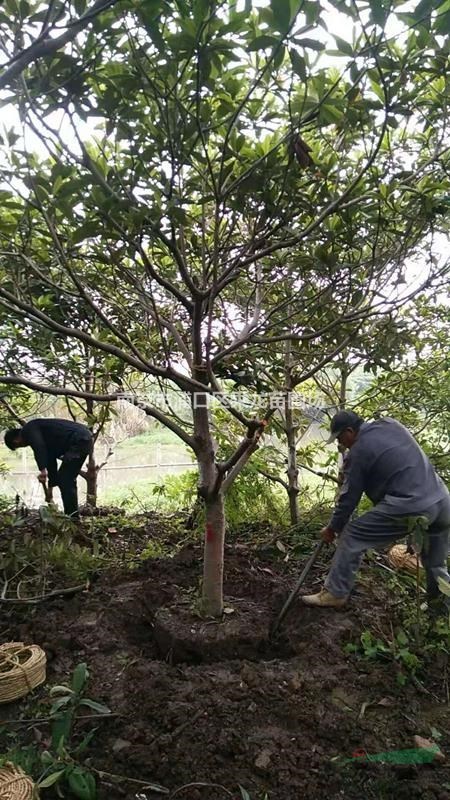 12公分枇杷_今年12公分枇杷價(jià)格多少錢