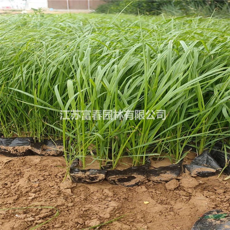 供應(yīng)白穗狼尾草 庭院小區(qū)觀賞植物 城市道路植物 價格美麗 量大從優(yōu) 歡迎選購